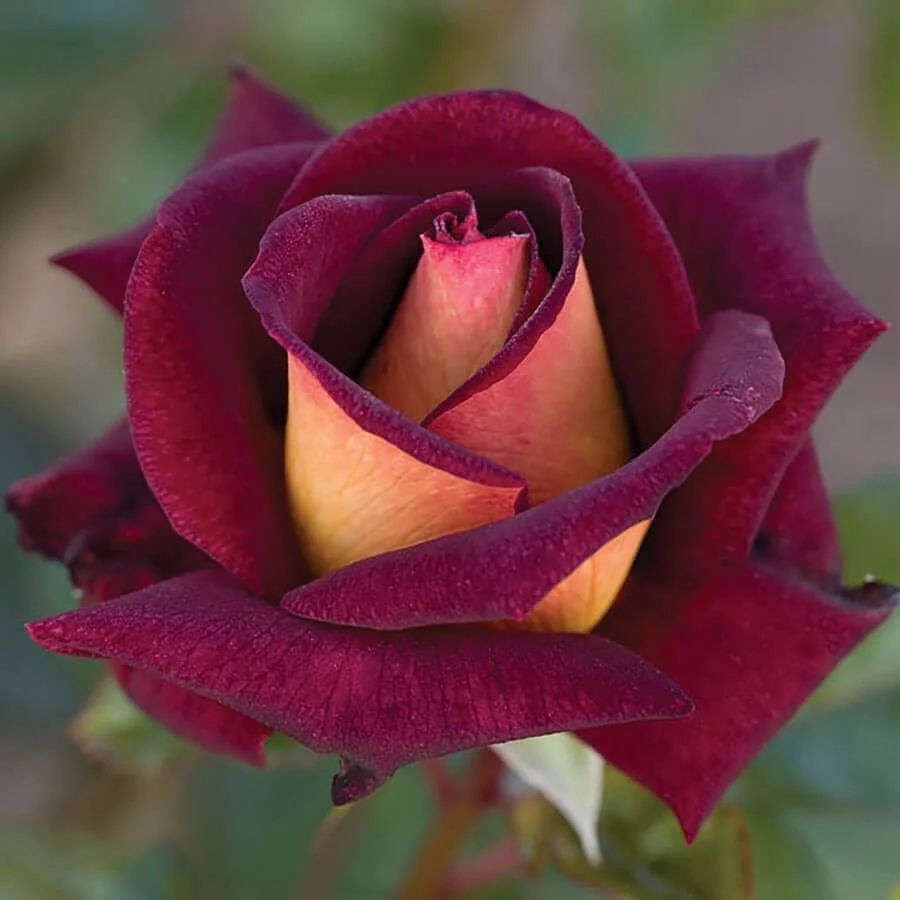 Bush Roses — Van Winden's